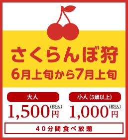 さくらんぼ狩 6月上旬から7月上旬 大人1,500円(税込み) 小人(5歳以上)1,000円(税込み) 40分間食べ放題